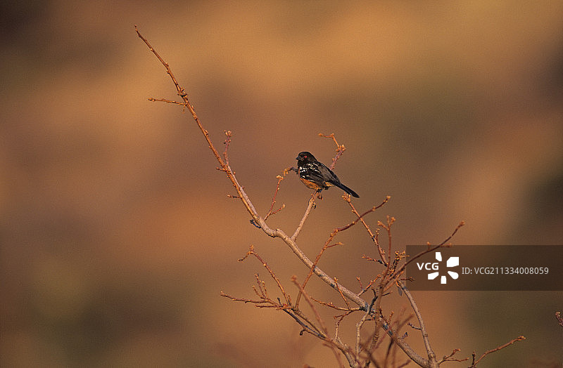 红胁鹀图片素材