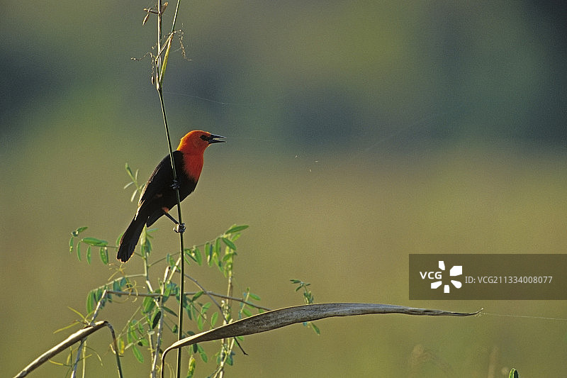 红头黑鹂图片素材