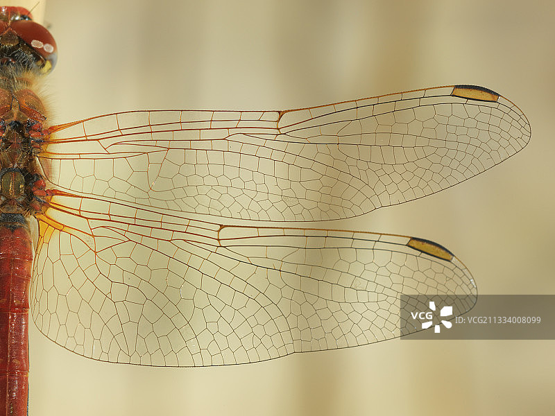 流浪者镖蜻的翅膀（法国）图片素材