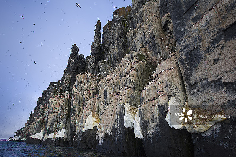 挪威斯匹次卑尔根的厚嘴海鸦群图片素材