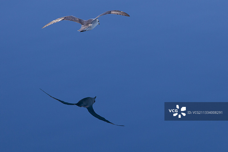 挪威斯瓦尔巴群岛上空飞行的北方海燕图片素材