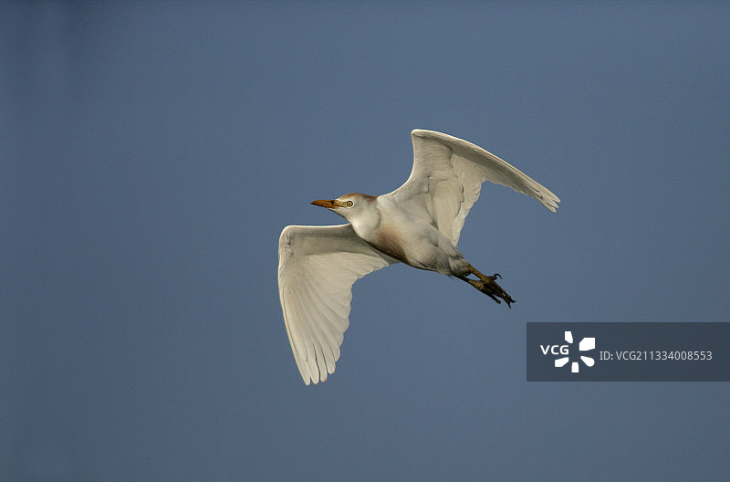 西班牙牛背鹭飞行图片素材