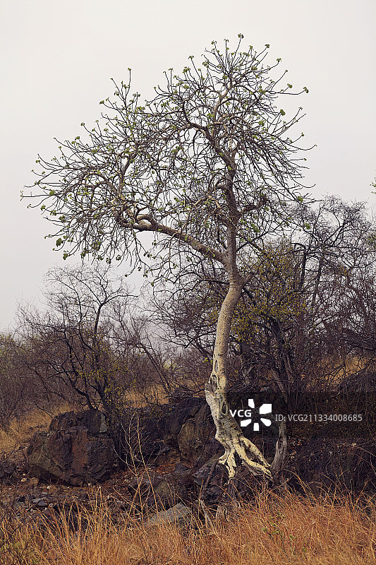 攀附在岩石上的榕树图片素材