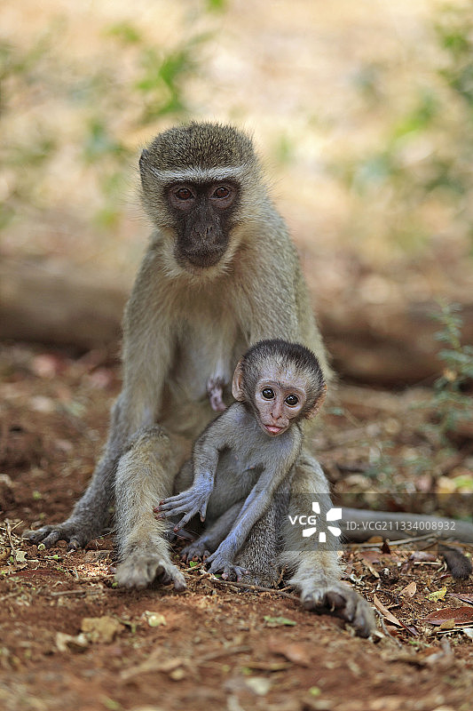 长尾猴母猴，RSA图片素材
