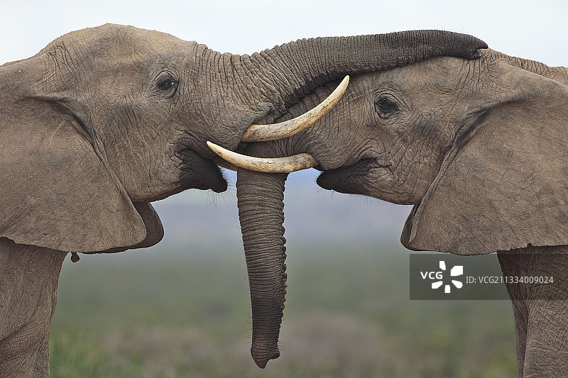 阿多大象国家公园内大象之间的友好互动图片素材