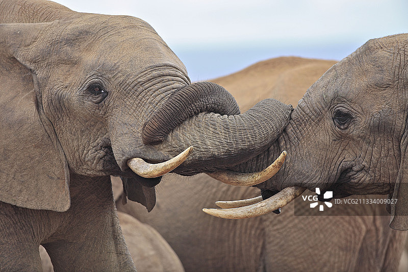 阿多大象国家公园内大象之间的友好互动图片素材