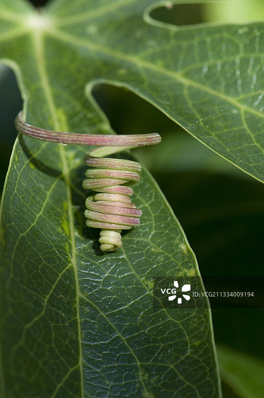多尔多涅法国夏季西番莲的卷须图片素材
