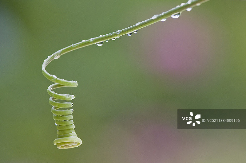 多尔多涅法国夏季西番莲的卷须图片素材