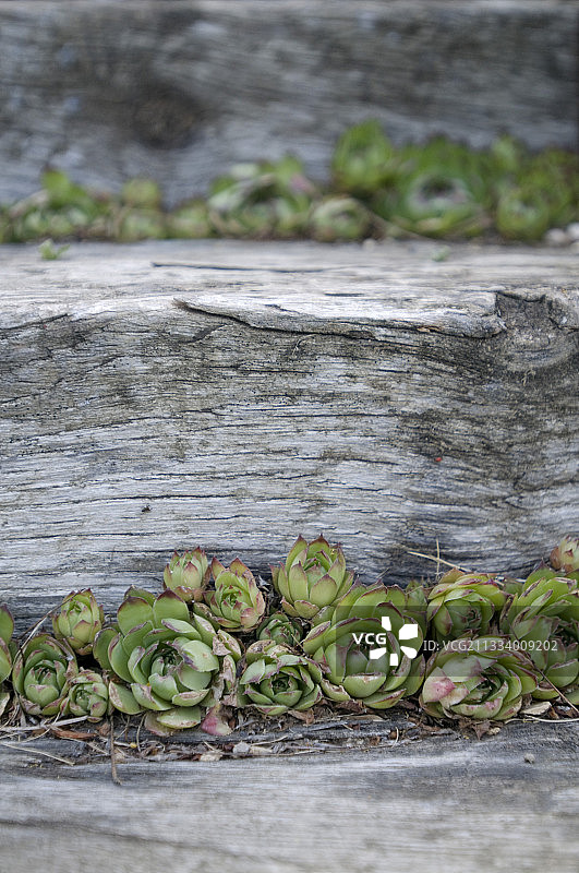 长生草与法国德龙省木制楼梯图片素材