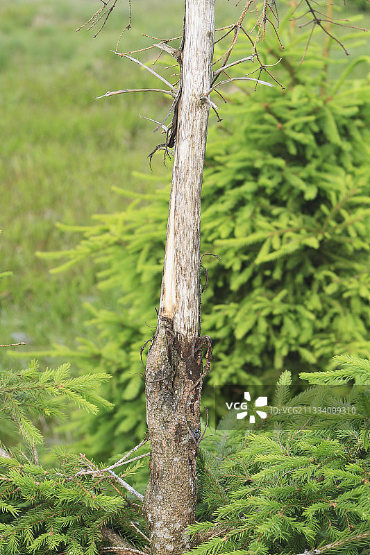 在法国 Donon 的云杉林中浏览红鹿图片素材