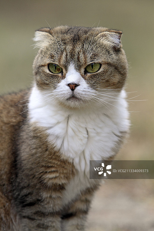 法国夏季的苏格兰折耳猫图片素材