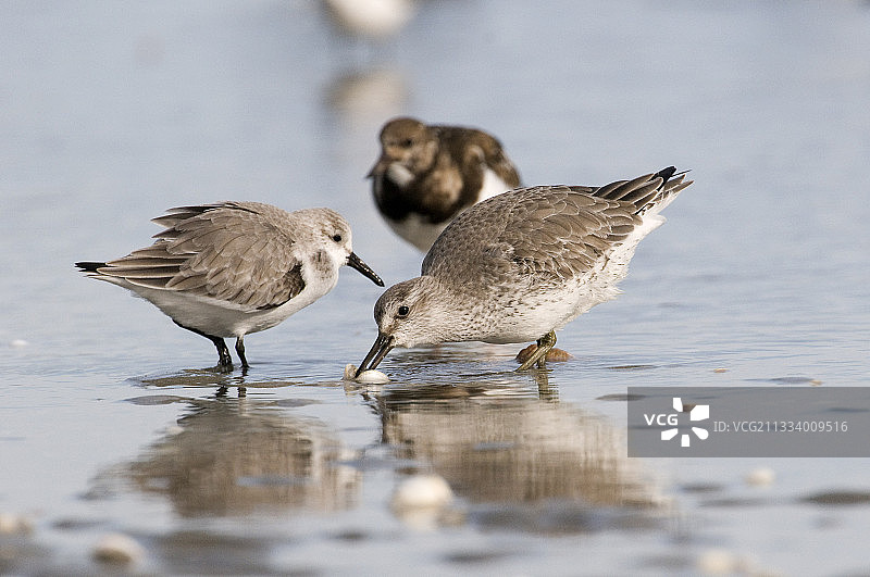 滨鹬与红腹滨鹬在法国争夺食物图片素材