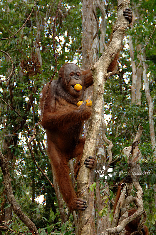 加央岛婆罗洲猩猩在树上拿着水果图片素材