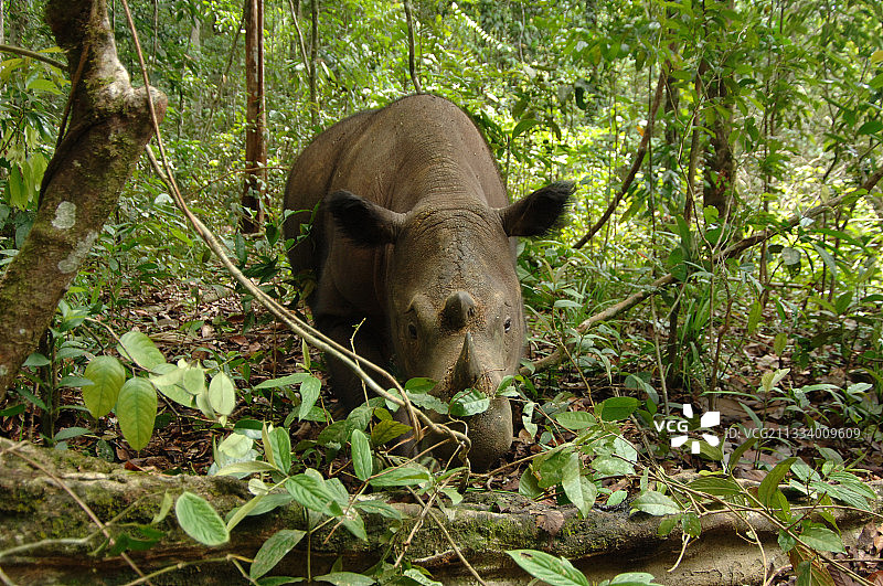 苏门答腊犀牛在瓦 Way Kambas 国家公园的森林里图片素材