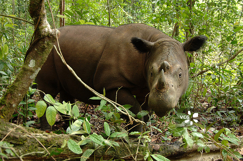 苏门答腊犀牛在瓦 Way Kambas 国家公园的森林里图片素材