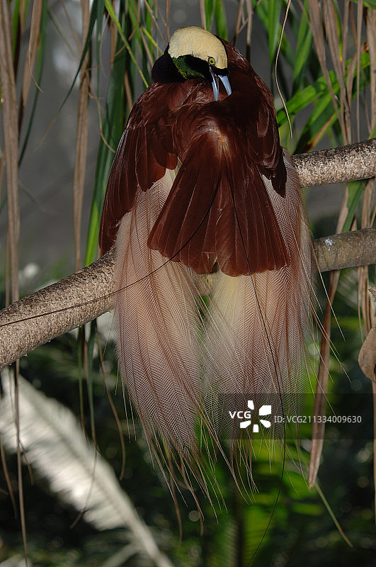正在梳理羽毛的大天堂鸟，西巴布亚图片素材
