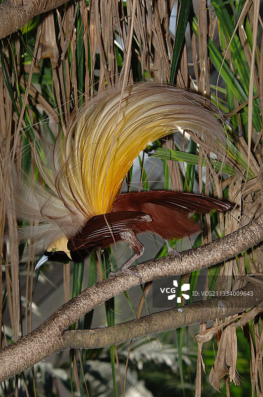 极乐鸟在西巴布亚树枝上展示图片素材