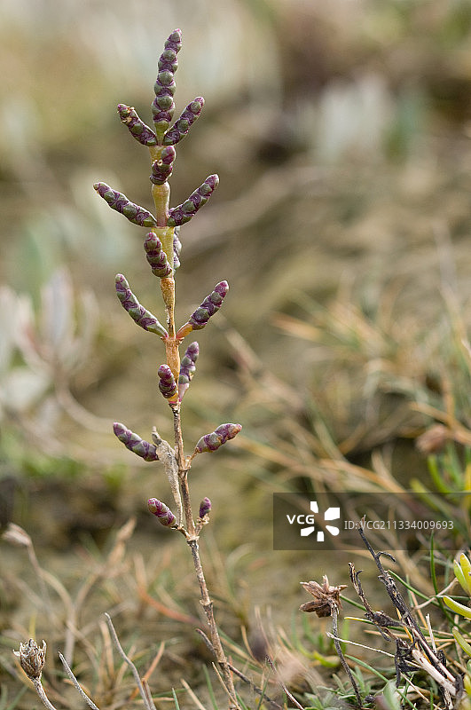 法国盐角草特写图片素材