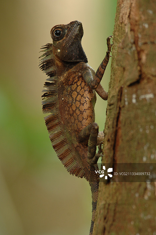 苏门答腊巨型森林蜥蜴静止藏身树干图片素材