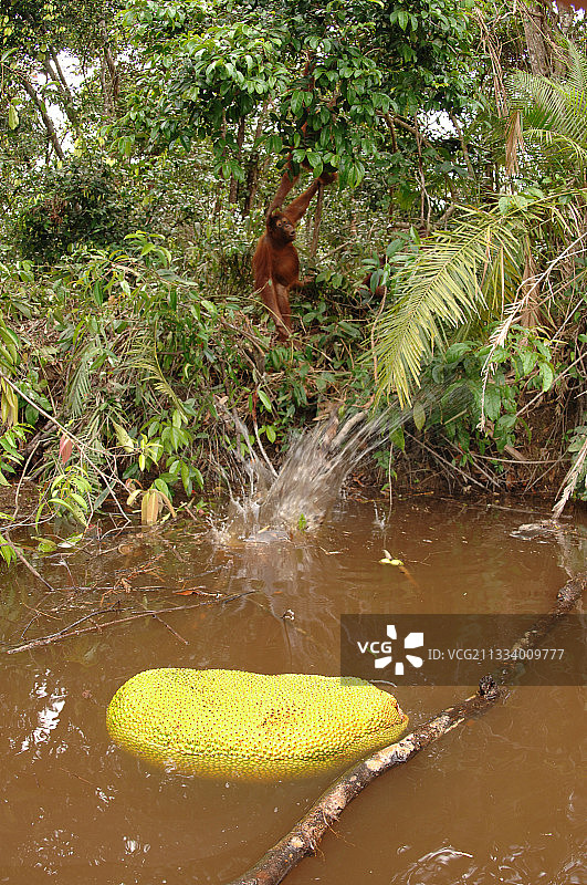 红毛猩猩试图用棍子够到漂浮的菠萝蜜图片素材