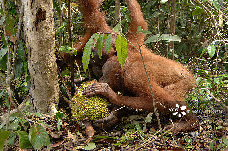 婆罗洲中部吃菠萝蜜的亚成年猩猩图片素材