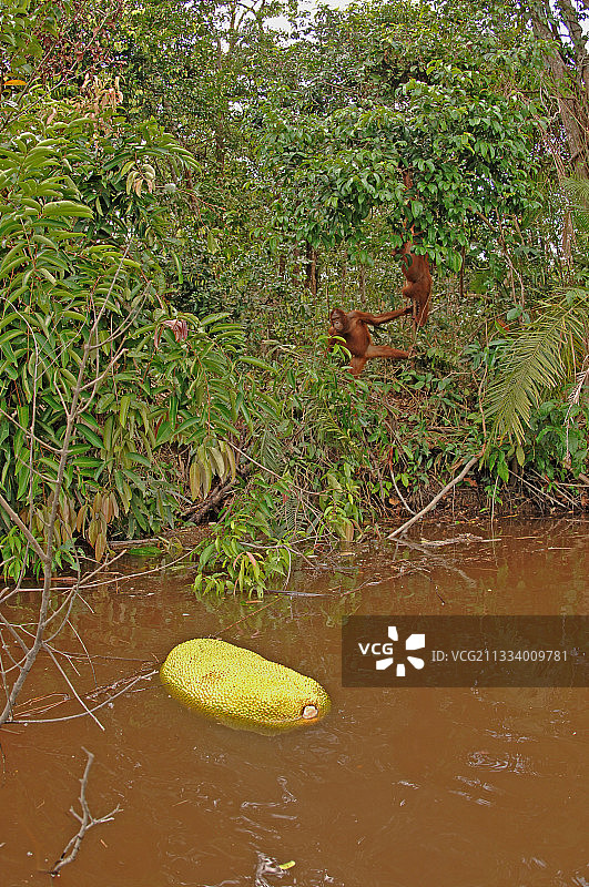 红毛猩猩试图用棍子获取漂浮的菠萝蜜图片素材