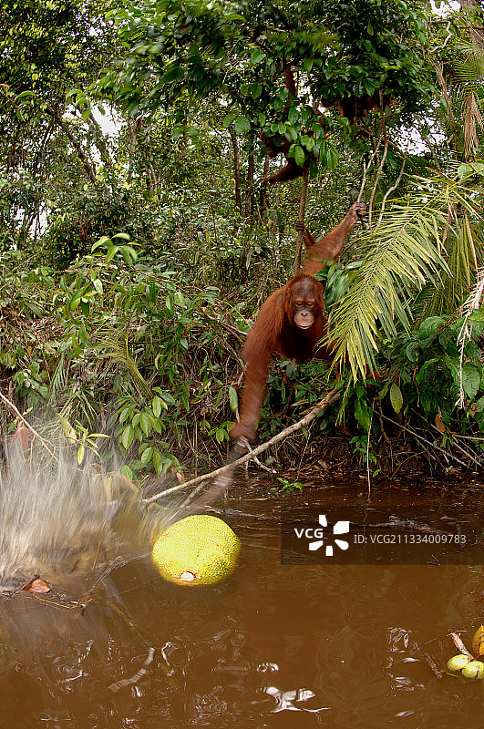 红毛猩猩试图用棍子够到漂浮的菠萝蜜图片素材
