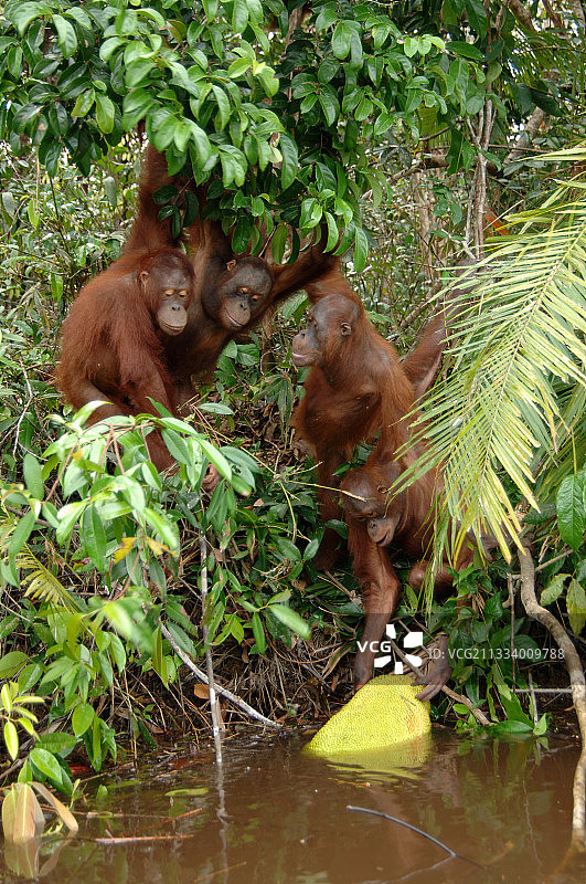 未成年人群体图片素材