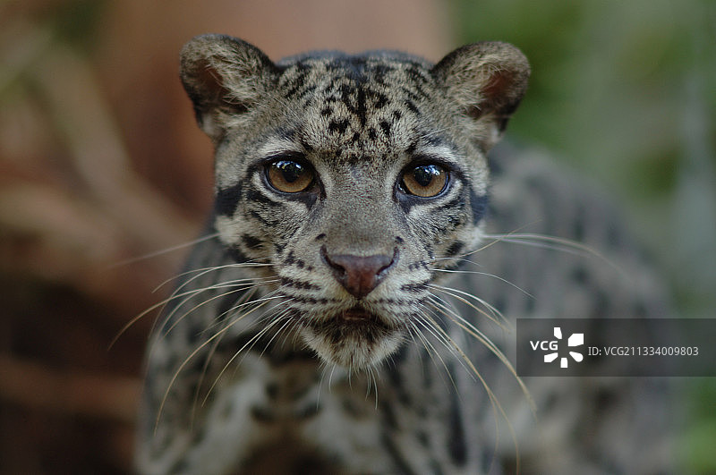 巽他云豹：婆罗洲中部泥炭沼泽森林图片素材