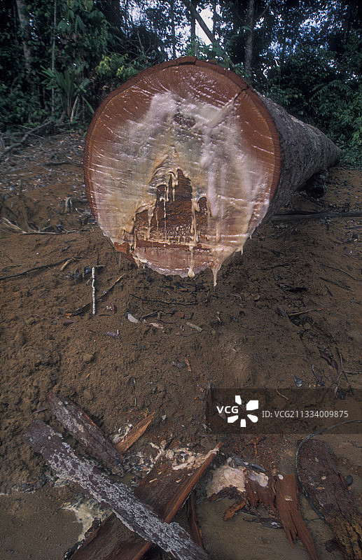 非法伐木苏门答腊岛上滴落树脂的倒下的树木图片素材