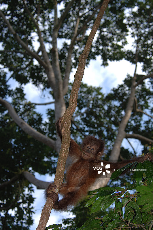 幼年猩猩在勒塞尔山国家公园的藤蔓上保持平衡图片素材