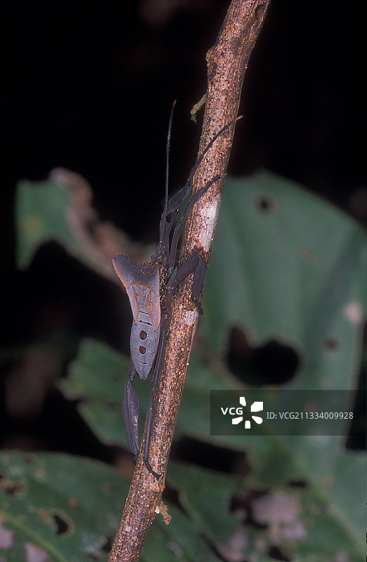 苏门答腊武吉十二国家公园次生林中的臭虫图片素材