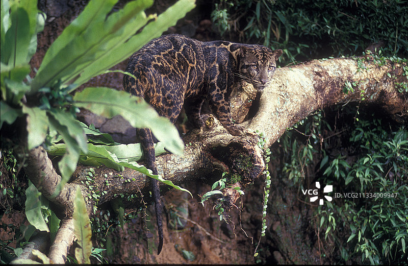 苏门答腊云豹图片素材