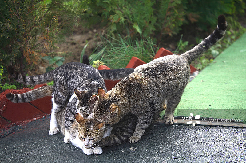 公猫在母猫身上图片素材