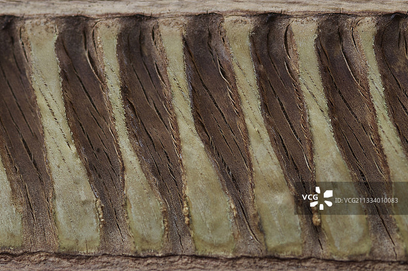 新喀里多尼亚凤凰木豆荚特写图片素材