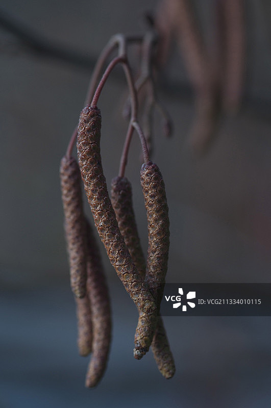 阿尔代什 Rosieres Balm河岸边的桤木图片素材