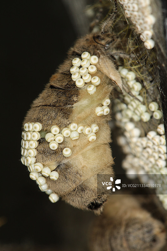 比利时的雌性蝴蝶与茧中的卵图片素材