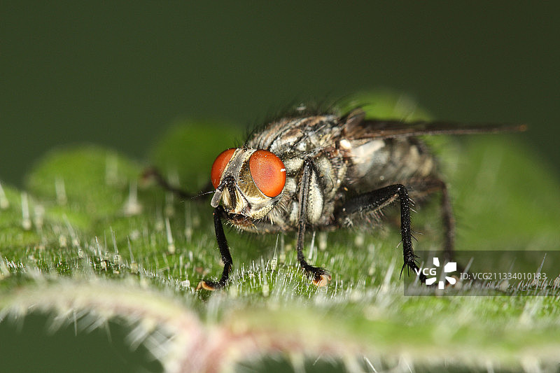 停留在树叶上的方格蝇，比利时图片素材