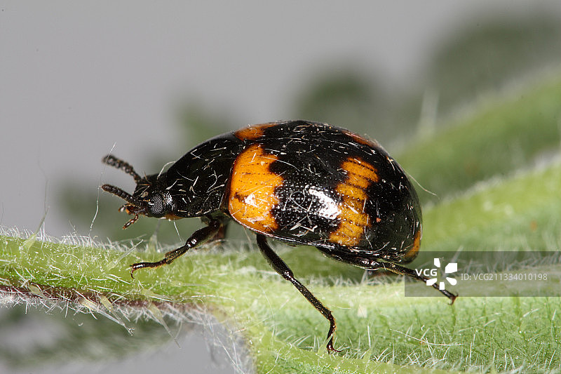 比利时植物上的埋葬甲虫图片素材