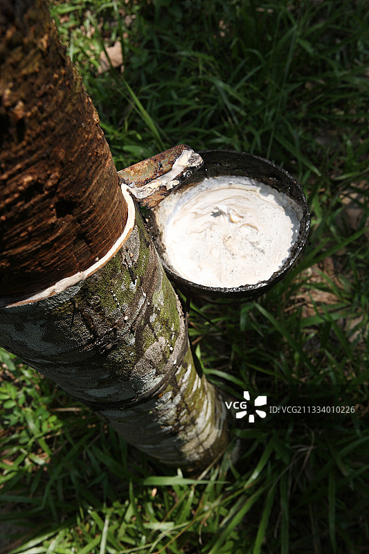 在印度尼西亚苏门答腊岛武吉拉旺收割橡胶树胶图片素材