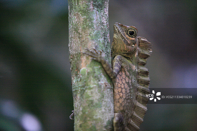 苏门答腊岛古农列尤择国家公园树上的鬣蜥图片素材