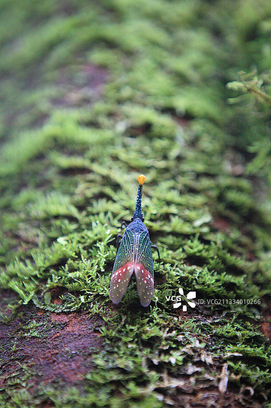 苏门答腊岛的飞蛾，印度尼西亚勒user山国家公园图片素材