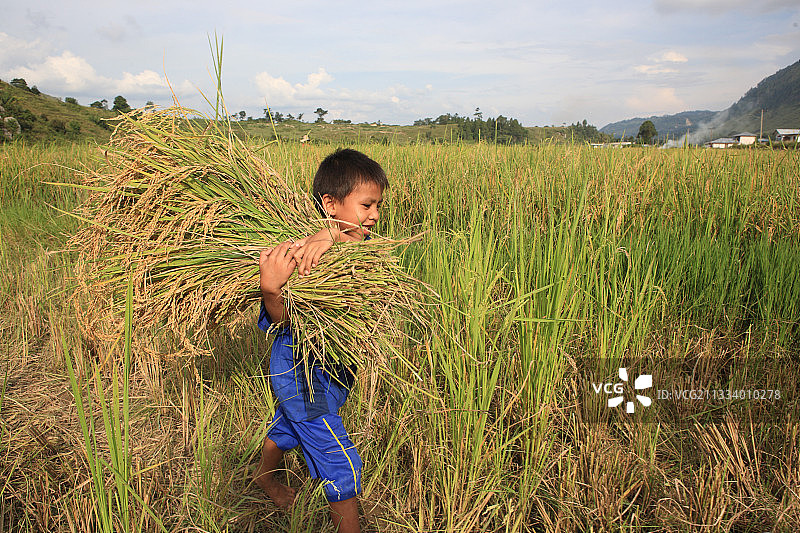 男孩在苏门答腊岛沙摩西岛收割稻米图片素材