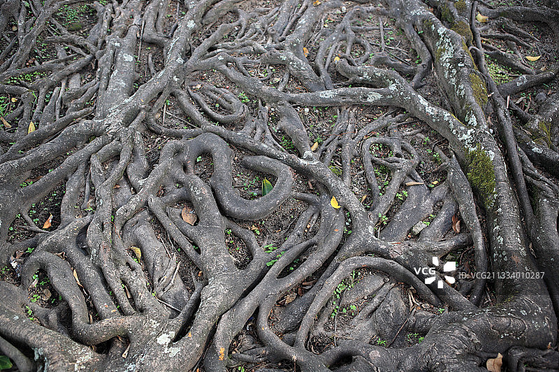 苏门答腊岛沙摩西岛空中树根航拍图片素材