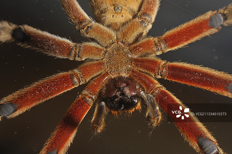 哥斯达黎加：玻璃表面上的Mygale腹部图片素材