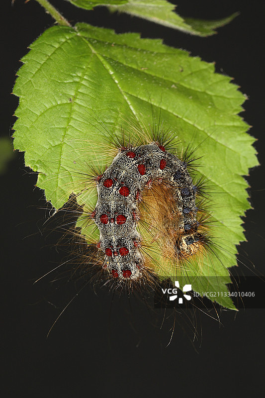 昆虫学家：Terence Hollingworth图片素材