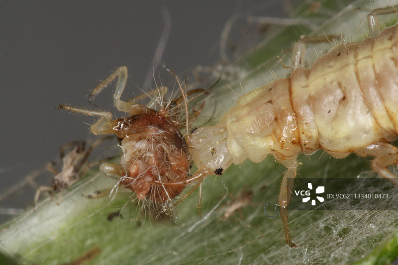 脉翅目幼虫正在吃另一种幼虫（比利时）图片素材
