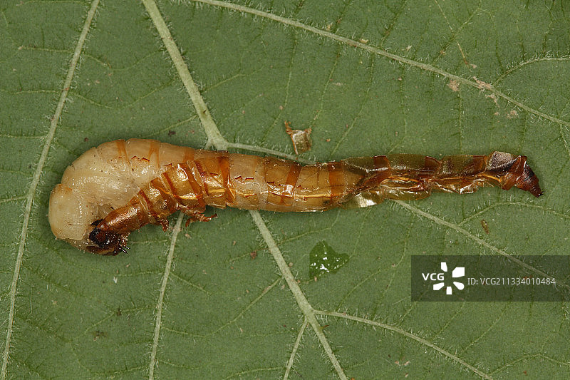 黄粉虫蜕皮图片素材