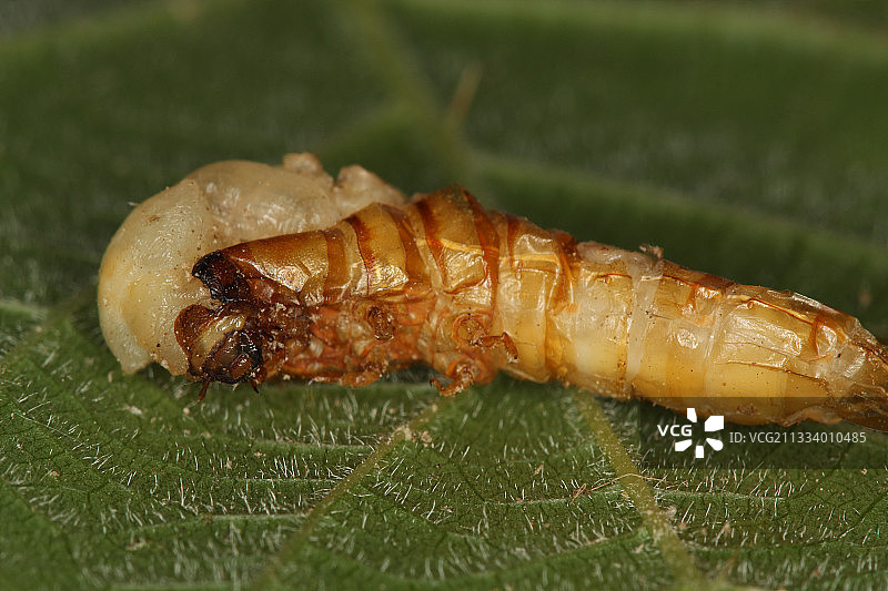 黄粉虫蜕皮图片素材