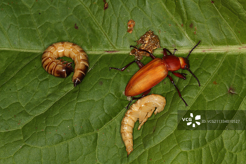 食用蠕虫与成虫变态图图片素材